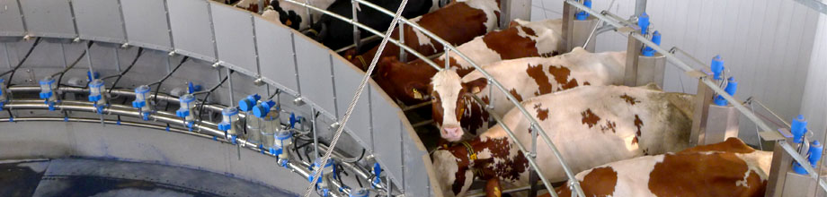 Dairy herd management kuwait, veterinary vaccines kuwait